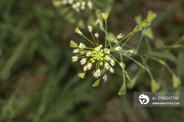 Blüten des Hirtentäschelkrautes, Capsella bursa pastoris