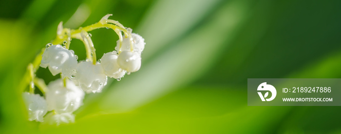 百合的白花在树叶中绽放。