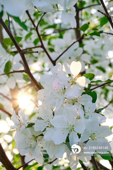 Flowers of a blooming Apple tree at sunset in the warm rays of the sun.