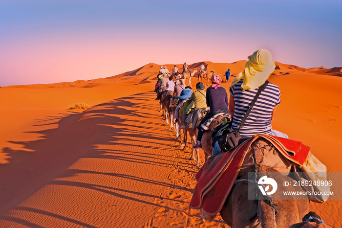 Camel caravan going through the sand dunes in the Sahara Desert,