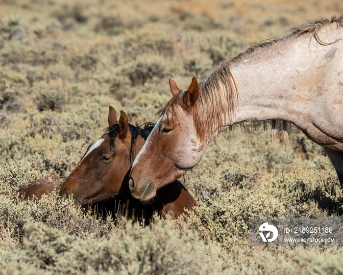 Wild Horse from the Pilot Butte herd in Wyoming