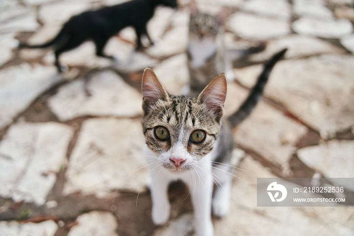 Street cats begging ride on the streets of Corfu in Greece