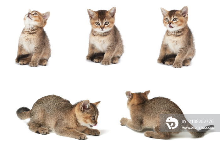 Kitten Scottish chinchilla straight sits on a white isolated background. Animal in different poses