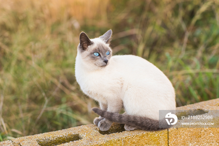Pets and pedigree animals concept - Portrait of the siamese cat with blue eyes