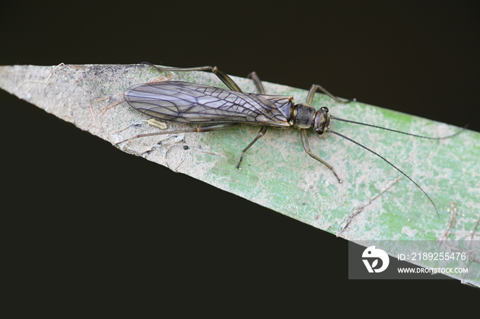 Nemoura cinerea, known as spring stonefly or brown stoneflies. Fly fishermen often refer to these in