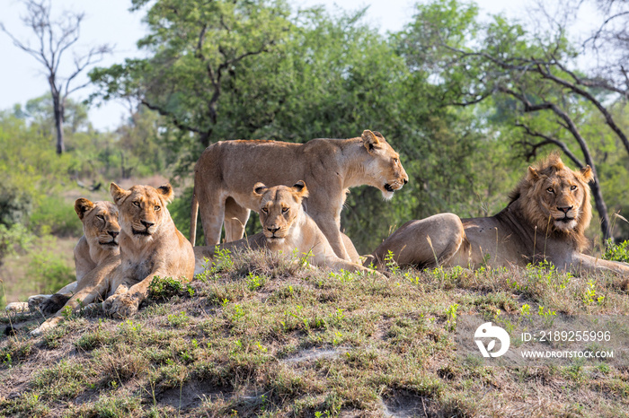 狮子家族从克鲁格来到萨比金沙禁猎区，在一座小山丘上休息