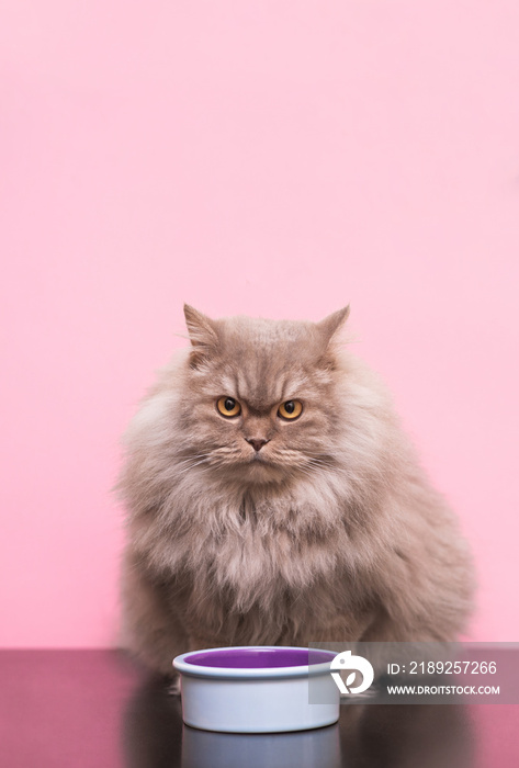 Fluffy cat sits with a plate of food on a pink background and looks into the camera. Adult cat sits 