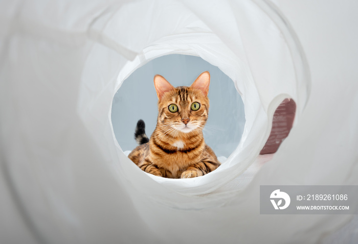 The face of a Bengal cat looking through a play tunnel.