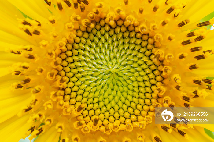 Beautiful sunflower closeup in the garden