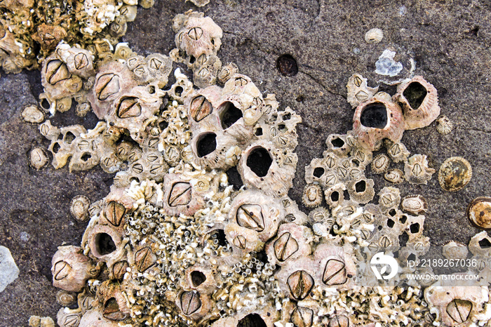 Barnacles and shells encrusted on the rocks by the sea