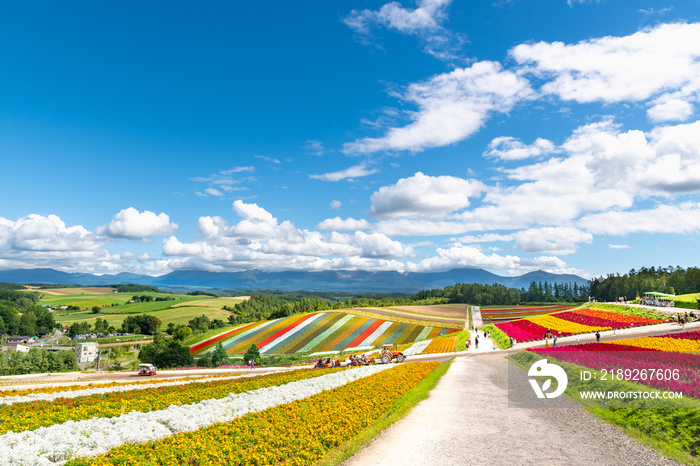 広大な花畑 / 北海道 美瑛町の観光イメージ