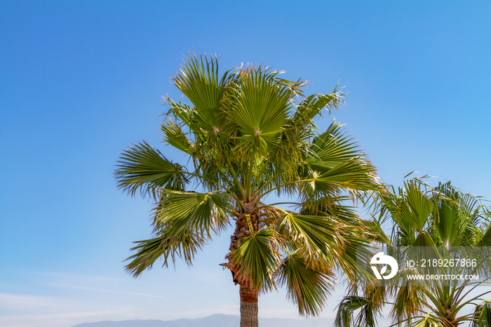 Southern California palm trees with blue sky