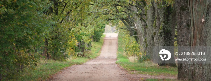 穿过绿色落叶树的黑暗空旷的神秘小巷（单行道乡村公路）。田园