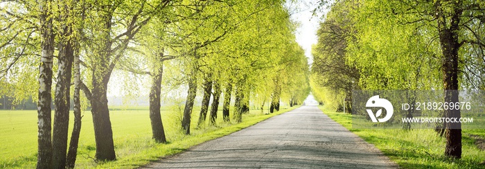 An empty alley (single lane rural road) through the green deciduous trees. Latvia. Spring landscape.