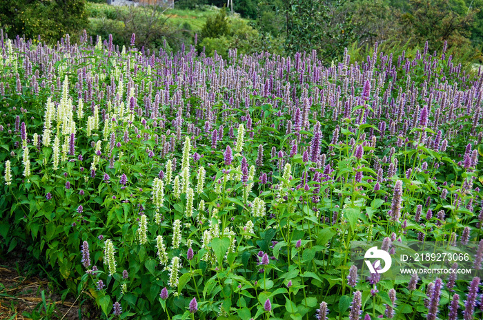 Anise Hyssop in rain (Agastache foeniculum)