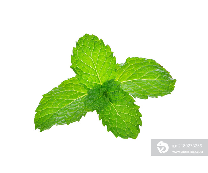 Fresh raw mint leaves isolated on white background