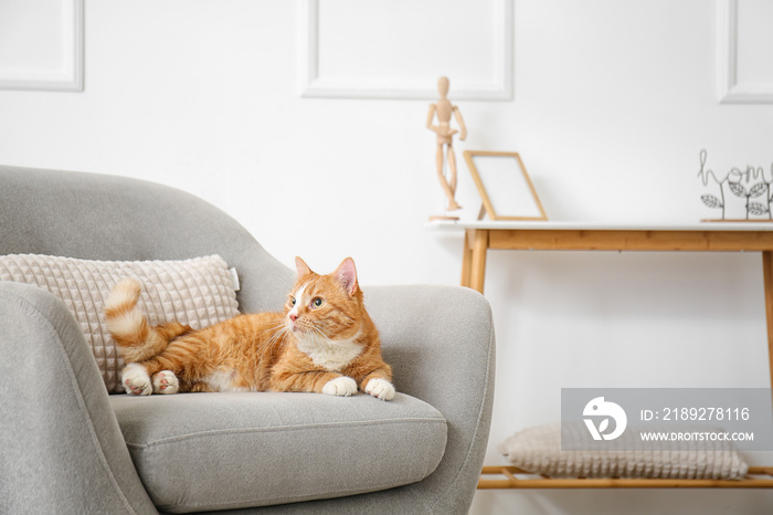 Cute red cat lying in grey armchair at home