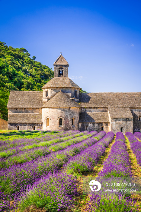 法国普罗旺斯薰衣草Abbaye de Senanque