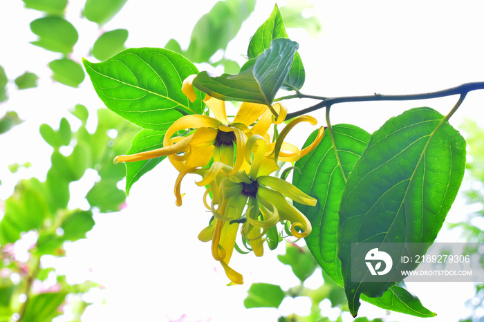 Ylang Ylang白色花朵