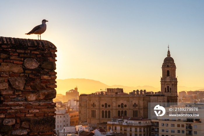 A seagull at sunset from the walls of the Alcazaba of the city of Malaga and in the background the C