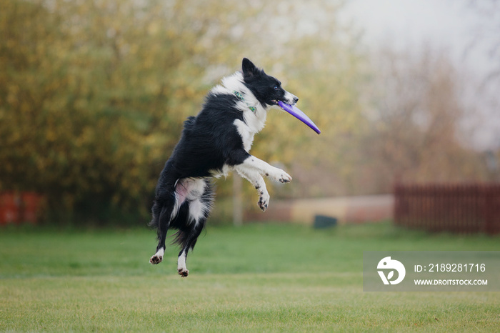 边境牧羊犬抓到飞盘