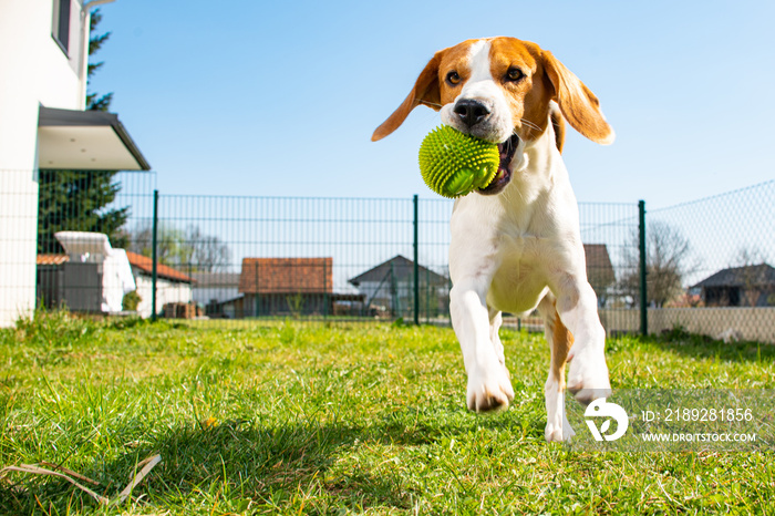 Beagle dog fun in garden outdoors run