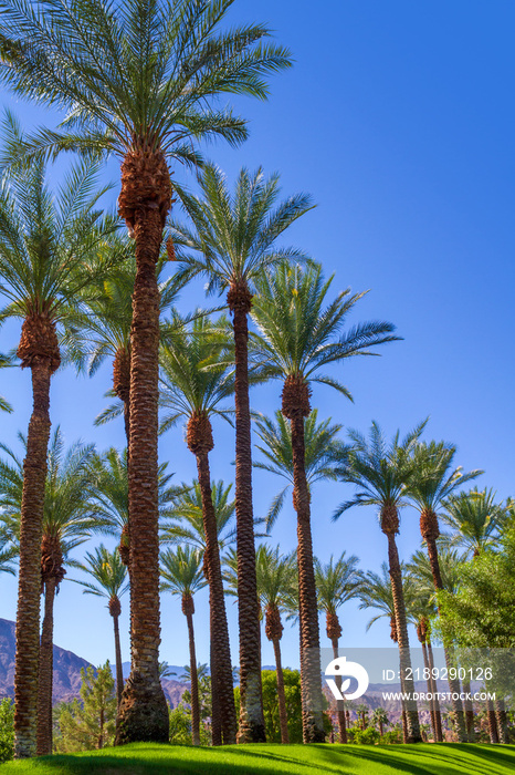 加利福尼亚州科切拉山谷绿草上的高大棕榈树。