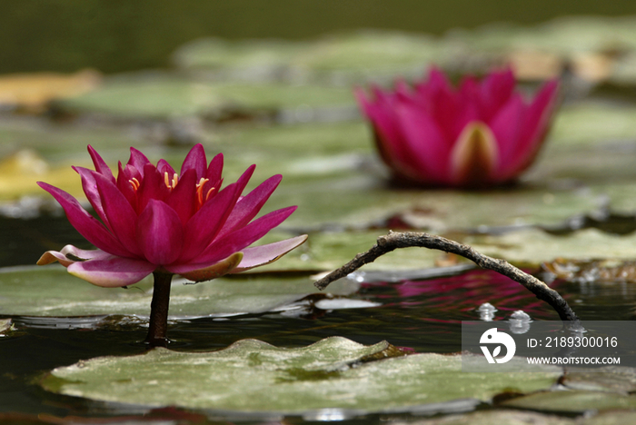 Water lily 