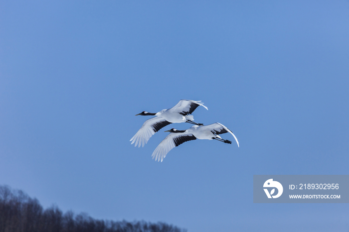 A pair of cranes in Flight