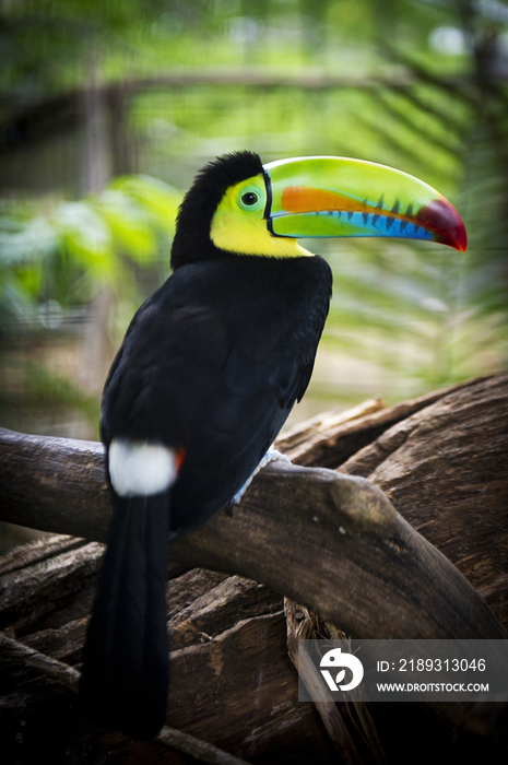 Keel-billed Toucan on a Branch of a Tree