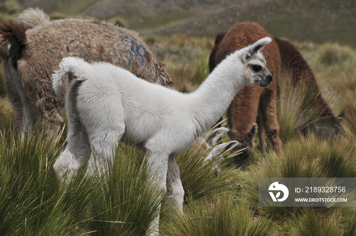 Baby llama in Peru