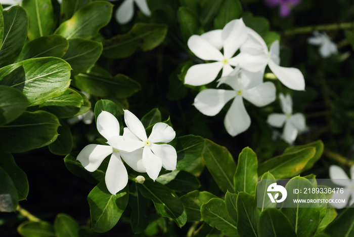 White plumeria flower in Mauritius, Africa