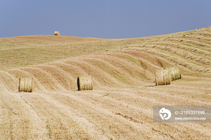 Harvested Hay Bales in Field