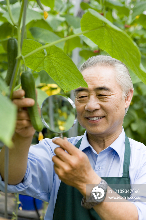 农艺师做研究