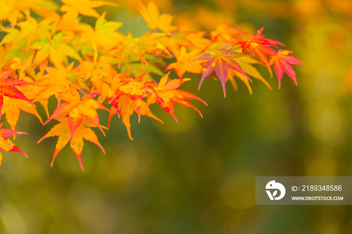 Autumn leaves in Japan