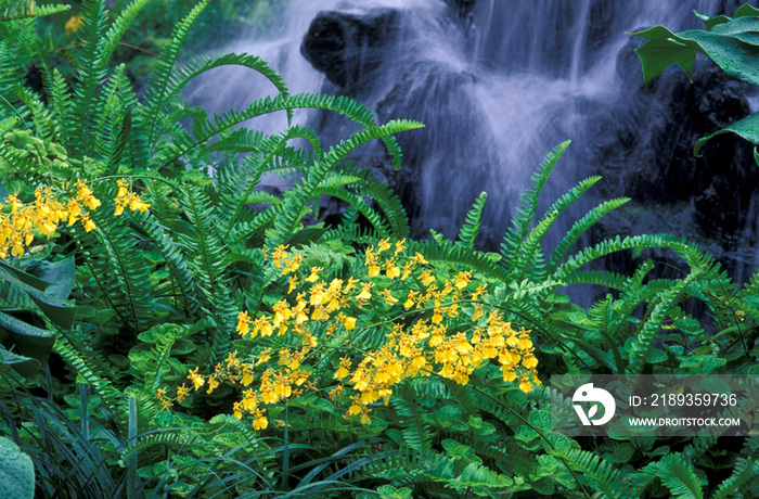 Tropical plant, orchid oncidium golden shower 