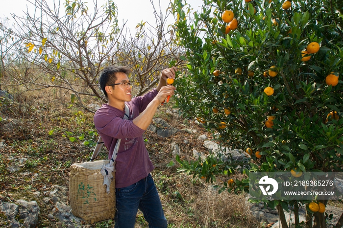 青年男人正在采摘橘子
