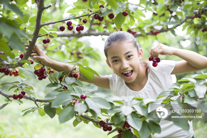 快乐的女孩在果园采摘樱桃