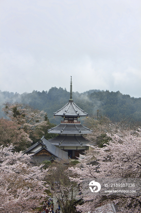 Cherry blossoms at Yoshino Chogu Ruins in Japan