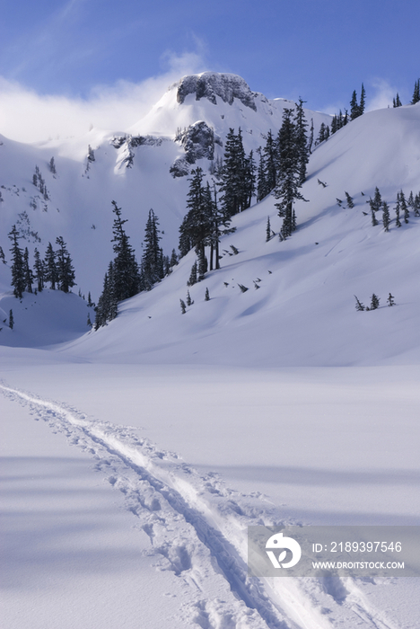 Cross country ski tracks in the snow