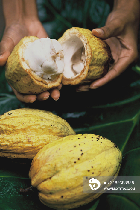 Cacao fruits