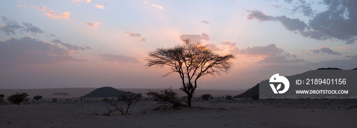 撒哈拉沙漠的树，日落时分