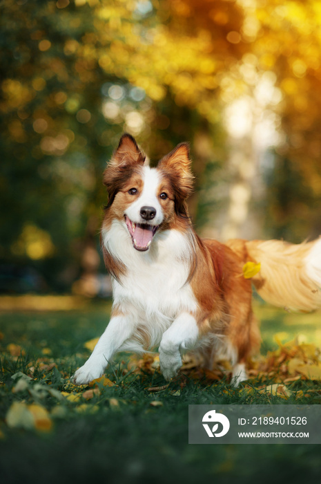 年轻的边境牧羊犬在秋天玩树叶