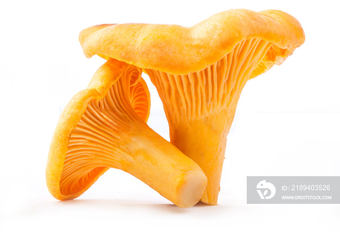 食用野生菌油菌(Cantharellus cibarius)