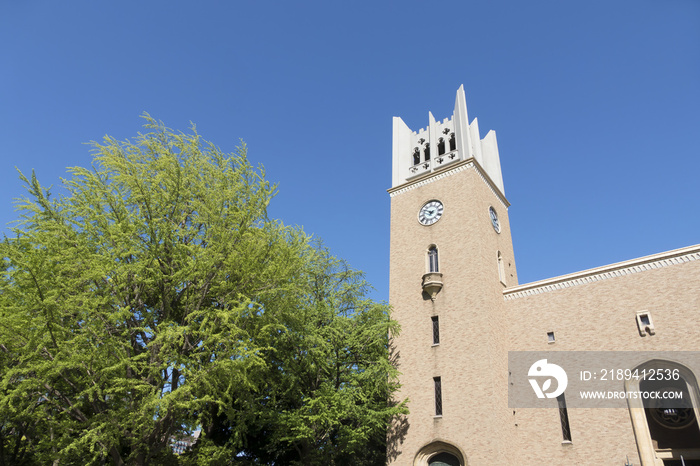 早稲田大学 大隈講堂 快晴 青空  新緑　銀杏　緑