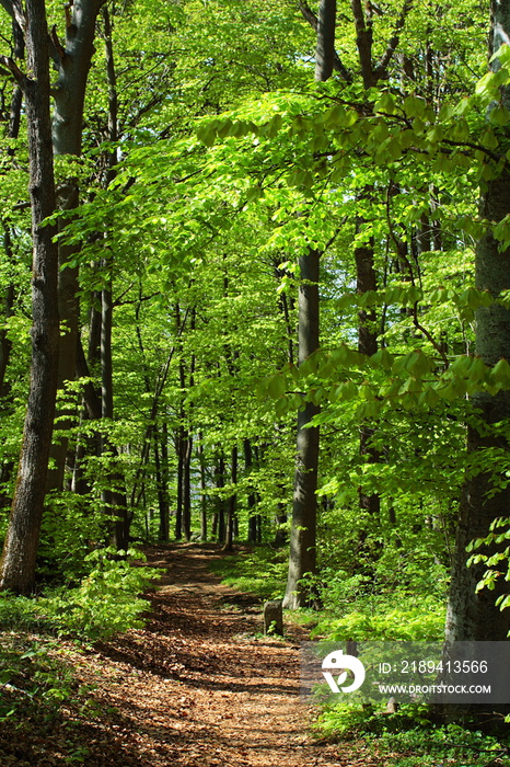 Waldweg