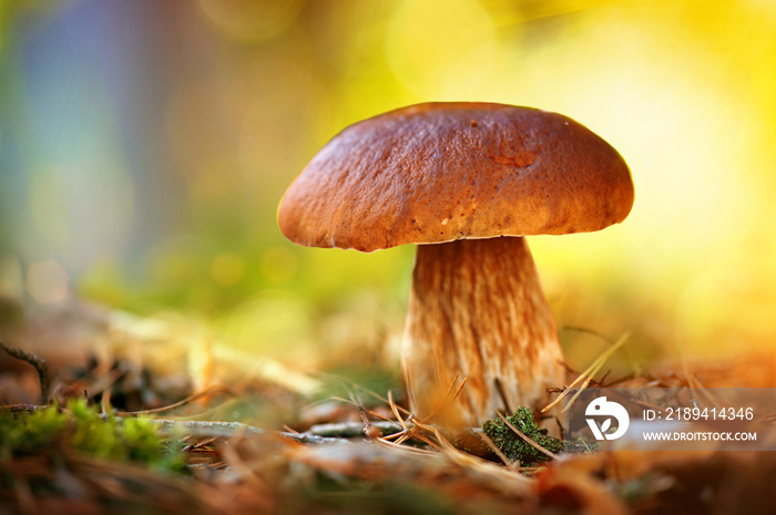 生长在秋天森林里的香菇。牛肝菌属