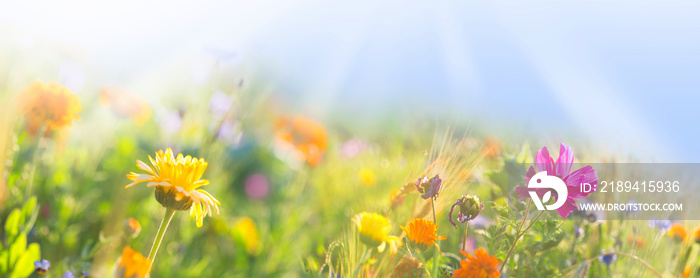 Bunte Wiese mit Wildblumen - Sommer - Banner -全景