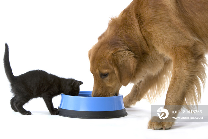 小猫和金毛猎犬分享一碗食物