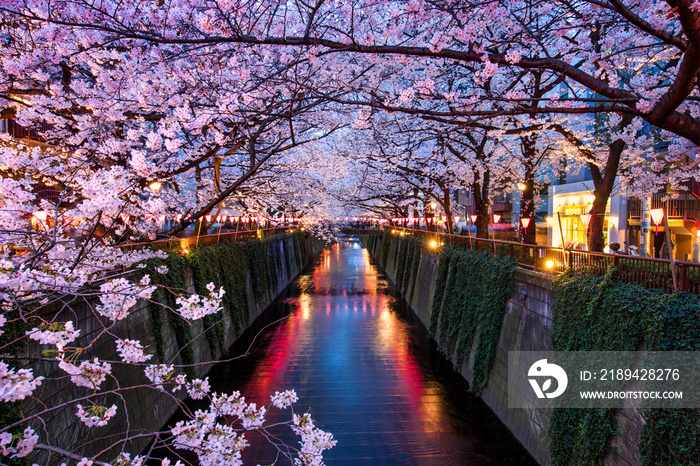 东京梅古运河夜晚的樱花